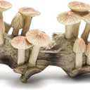 Peohud Resin Mushroom Decor, Vintage Cottagecore Mushroom Sculpture Hanging Art for Wall, Rustic Farmhouse Kitchen Bedroom Living Room Office Home Decor, Fantasy Woodland Gift