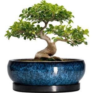 Bonsai Pots - 13 Inch Ceramic Succulent Pots for Indoor Outdoor, Large Succulent Planter with Drainage Hole and Saucer, Round Shallow Flower Planters, Porch Decor, Gardening Gifts, Blue