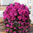 Artificial Geraniums Flowers Faux Plants for Outdoors Outside Spring Decor, 2 PCS UV Resistant Fake Silk Hanging Flowers Long Trailing Vines Look Real for Outdoor Planters Patio Porch Garden, Fuchsia