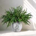 Yinder Xmas Norfolk Pine Branches with Pine Cones Norfolk Pine Artificial Xmas Branches for Xmas Indoor Outdoor Home Decor(10 Pcs)