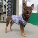 4 x YQYS Dog Shirts Multi-Color Striped Cotton Vest for Small Dogs and Cats Puppy Clothes Teacup Dog Clothing Tank Top for Chihuahua Miniature Pinscher Blue Small