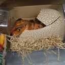 Primal Hatch Jurassic World Interactive Toy Dinosaur & Egg, Hatch & Train Your own Baby Dino with 100+ Sounds & Reactions, Kids Toys for Boys & Girls Aged 5 & Up (Multi Color)