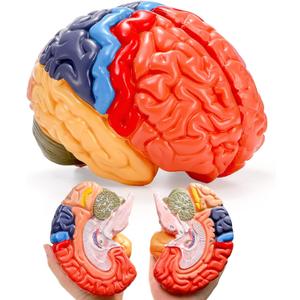 ZENFUN Life-Size Human Brain Anatomical Model, Color-Coded Partitioned Brain, 2 Parts, Anatomically Accurate Brain Model for Science Classroom Study Display Teaching Medical Model