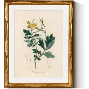 InSimSea Gold Bamboo Framed Canvas Wall Art, Kitchen Herbs Botanical Paintings, Antique Vintage Plant Picture Frame with Mat, Victorian Home Wall Decor for Living Room Bedroom, 11x14inch