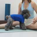 Premium Yoga-Fabric Dog T-Shirt – Breathable, Stretchy, Anti-Shedding Pet Clothes for All Seasons, Small to Large Dogs, Royal Blue, XS