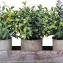 Winlyn Set of 3 Mini Artificial Potted Plants Faux Seeded Boxwood Greenery Arrangement with Wood Planter Box for Indoor Office Apartment Wedding Tabletop Decorations 8.5" Tall