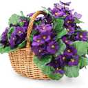 10 Pcs African Violet Artificial Plant Purple African Violet Individual 9 Inches Artificial Flowers for Home Decoration Office Decor Gift