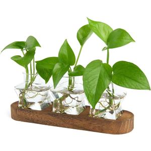 XXXFLOWER Plant Propagation Station with Wooden StandAir Plant Terrarium Starter Kits Star Vases for Flowers Plant Cutting Rooting Pots Indoor Hydroponic Glass Planter for Plant Lovers, 3 Jars