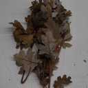 6 Pcs 6 Pcs 32in Artificial Fall Thanksgiving Faux Oak Branch Fake Oak Faux Fall Leaves Table Centerpieces Artificial Long Stem Greenery Foliage Farmhouse Autumn Home Decor (Brown)