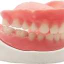 Denture Do it Yourself Full Set of Top and Bottom Fake Teeth for Improve Your Smile (Gypsum Model Gum Material and Fake Teeth)