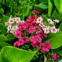WEAUSUP 28 Bundles Artificial Plants & Flowers Silk Fake Flowers UV Resistant Bushes Plastic Artificial Flowers Faux Outdoor Indoor Plants for Spring Summer Patio Decorations(7 Colors)