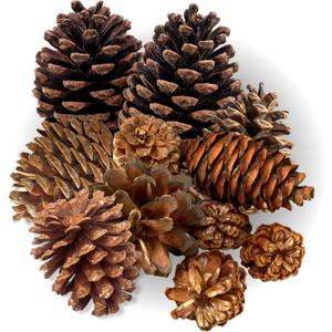 Highly Scented Cinnamon Pinecones - Varied Sizes Perfect for Vase Fill, DIY Crafts and Projects - Traditional and Rustic Kitchen Dcor or Fall, Thanksgiving and Holiday Decorations