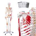 Life Size Posable Skeleton for Anatomy, 70.8'' Human Skeleton Bones Full Size Skeleton Model with Muscle Insertion, Joint Ligaments, Medical Anatomy Skeleton Model W/Rolling Stand for Study Display