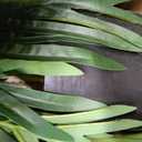 5ft Artificial Palm Tree Indoor Plant Tall Fake Tropical Paradise Palm Tree in Pot with Real Bark Design Faux Areca Palm Tree for Home Office Living Room Bedroom Farmhouse Modern Decor 2pcs
