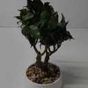 Artificial Bonsai Tree, Small Ficus Bonsai Tree 13" Indoor Bonsai Tree Fake Potted Plant Decorative Fake Desk Plant Decor with Ceramic Pot for Home Office Living Room Bedroom Bathroom Table Shelf