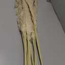 12pcs 40'' Dried Pampas Grass Decor - Tall-Large Pampas Grass - Natural Beige - Boho Home Decor