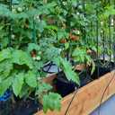 Garden Plant Stakes 48 Inch 4Ft Steel Plant Stick Support, 25 Pack Tomato Stakes for Growing Climbing Plants, Potted Plants, Tomatoes, Trees, Cucumber, Beans, Fences Poles