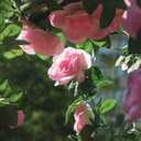 5pack Flower Garland Artificial Fake Rose Garland Vine Artificial Flowers for Decoration Floral Garlands Decor-Total 41 Ft (Pink)