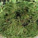 Artificial Grass Rug 0.8 Inch Pile Height 3FTx10FT Indoor Outdoor Rug Fake Grass Carpet with Drainage Holes Green Synthetic Grass Turf Mat Turf Grass for Patio Deck Balcony Landscape Lawn