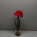 Nearly Natural Amaryllis with Round Vase