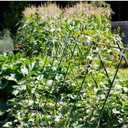 G-LEAF Garden Stakes 5 ft Plastic Coated Steel Tube Sturdy Metal Plant Sticks for Tomato,Cucumber,Bean,Tree,Pack of 25