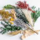 DIY Natural Dried Flower Set, 12 Kinds Bulk Dried Flowers Including Eucalyptus,Lavender,Wheat, Bunny Tails,Billy Ball,for Handmade,Home/Birthday/Seasonal Decor