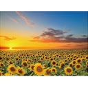 1000 Pieces Puzzles for Adults Sunflower Jigsaw Puzzles Flowers Floor Puzzle Kids DIY Toys for Creative Gift Home Decor