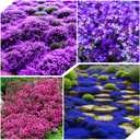 6 x 6000+Perennial Mixed Creeping Thyme Thymus Serpyllum Seeds for Planting Outdoor Plant in Your Home Garden Backyard (EXP 12/01/26)