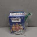 Anatomy Flash Cards: a QuickStudy Reference & Study Tool