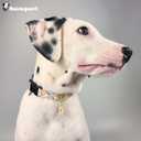 Cute Dog Collar Beige Flower Pattern for Boys and Girls Holiday Dog Collars Summer Fall Gift Adjustable for Medium to X-Large Breed Dogs (L)