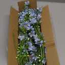 Artificial Flowers 8PCS Silk Flowers with Long Stems, Fake Flowers Bulk Fake Babys Breath, Royal Blue Flowers for Tall Vase Outdoor Garden Wedding Party Home Table (Light Blue, 8PCS)