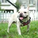 PUPTECK Dog Harness and Leash Set Small Sized, Step in No Pull Adjustable Puppy Cat Harness Reflective Pet Vest