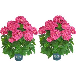 QIANYUN Artificial Hydrangea Tree 29" Tall (Set of 2), Faux Pink Hydrangea Plant in Pot, Realistic Artificial Plant for Indoor Outdoor Porch, Patio, Balcony Decor, Pink