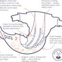 Pura Hypoallergenic Diapers, Size 2 (7-13 lbs) Totally Chlorine Free, Wetness Indicator, Suitable for Sensitive Skin, Soft Organic Cotton Comfort, Overnight, 1 Pack of 29 Baby Diapers