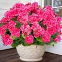 TURNMEON Artificial Geraniums Flowers for Outdoors Summer Decoration, 4 Bundles Fake Flowers Silk Pink Flowers UV Resistant No Fade Faux Plants for Planter Gardens Table Porch Indoor Cemetery Decor