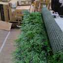 Artificial boxwood roll