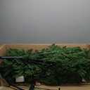 National Tree Company 9 ft Pre-Lit Kingswood Fir Slim Artificial Christmas Tree, 500 Clear Lights, 1,443 Tips, Includes Stand, Green