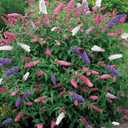 Seeds Butterfly Bush Giant Mix Buddleja Perennial Flowers for Planting 1000 Seeds