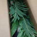 8.5ft Artificial Golden Cane Palm Tree - Large Triple Fake Palm Tree in Pot for Indoor/Outdoor, Patio, Pool, Big House, Office, Backyard, Home Decor - Green, Extra Tall