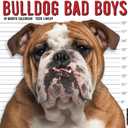 Willow Creek Press, Bulldog Bad Boys 2026 Wall Calendar, 12'' X 12'', 18-Month Calendar with Stapled Binding