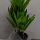 Faux Plants Dracaena Artificial Plant Realistic Green 16.1" Fake Plants in Pot Small Indoor Plants Fake Potted Plants Artificial Decor for Home Living Room Bathroom Office House Table Desk Shelf