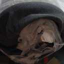 Sealy 10" King Size Memory Foam Mattress In A Box