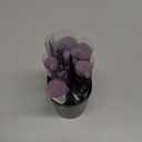 BS-MALL Makeup Brushes Premium Synthetic Foundation Powder Concealers Eye Shadows 14 Pcs Purple for Makeup Beginner or Professional with Travel Case