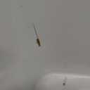 Amazon Basics 8-Sheet Cross Cut Paper and Credit Card Shredder for Security, Heavy Duty, White