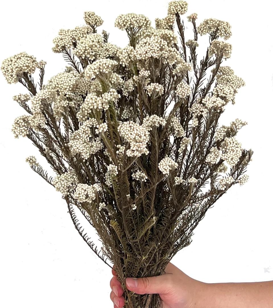 17 Inches Natural Dried Millet Flower Bouquet for Decor, 22-25 Stems Home and Wedding Decoration (White)