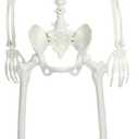 Life Size Skeleton, 5.4Ft/165cm Halloween Skeleton Poseable Skeleton Full Body Human Bones with Movable Joints for Indoor Outdoor Halloween Props Decorations (LED Eyes)