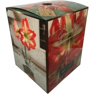 Amaryllis Growing Kit. Includes: Big Minerva Bulb, Plastic Pot and Saucer, and Professional Growing Medium