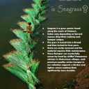 The Wicker Store 8 Pieces Natural Seagrass Placemat with Placemat Holder, Made in Vietnam