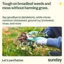 Sunday Dandelion Doom, Iron-Based Weed & Moss Killer, 32oz 2-Pack | Selective broadleaf formula kills algae & lichen; spares grass. Pet-friendly once dry. Ready-to-use spray.