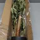 Bellacat Faux Olive Tree 4ftOlive Trees Artificial Indoor with Natural Wood Trunk and Realistic Leaves and Fruits. 4 Feet(48in) Fake Olive Tree for Home House Office Dcor.